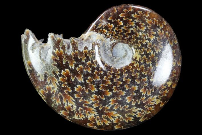 Polished, Agatized Ammonite (Cleoniceras) - Madagascar #117411